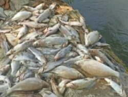 DLH Karawang Imbau Warga Tidak Konsumsi Ikan Mati Masal Di Irigasi
